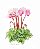 001220cyclamen3.jpg