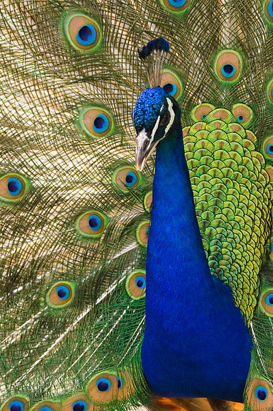 トリモノ帖 | インドの国鳥・インドクジャク（世界の国鳥・7）