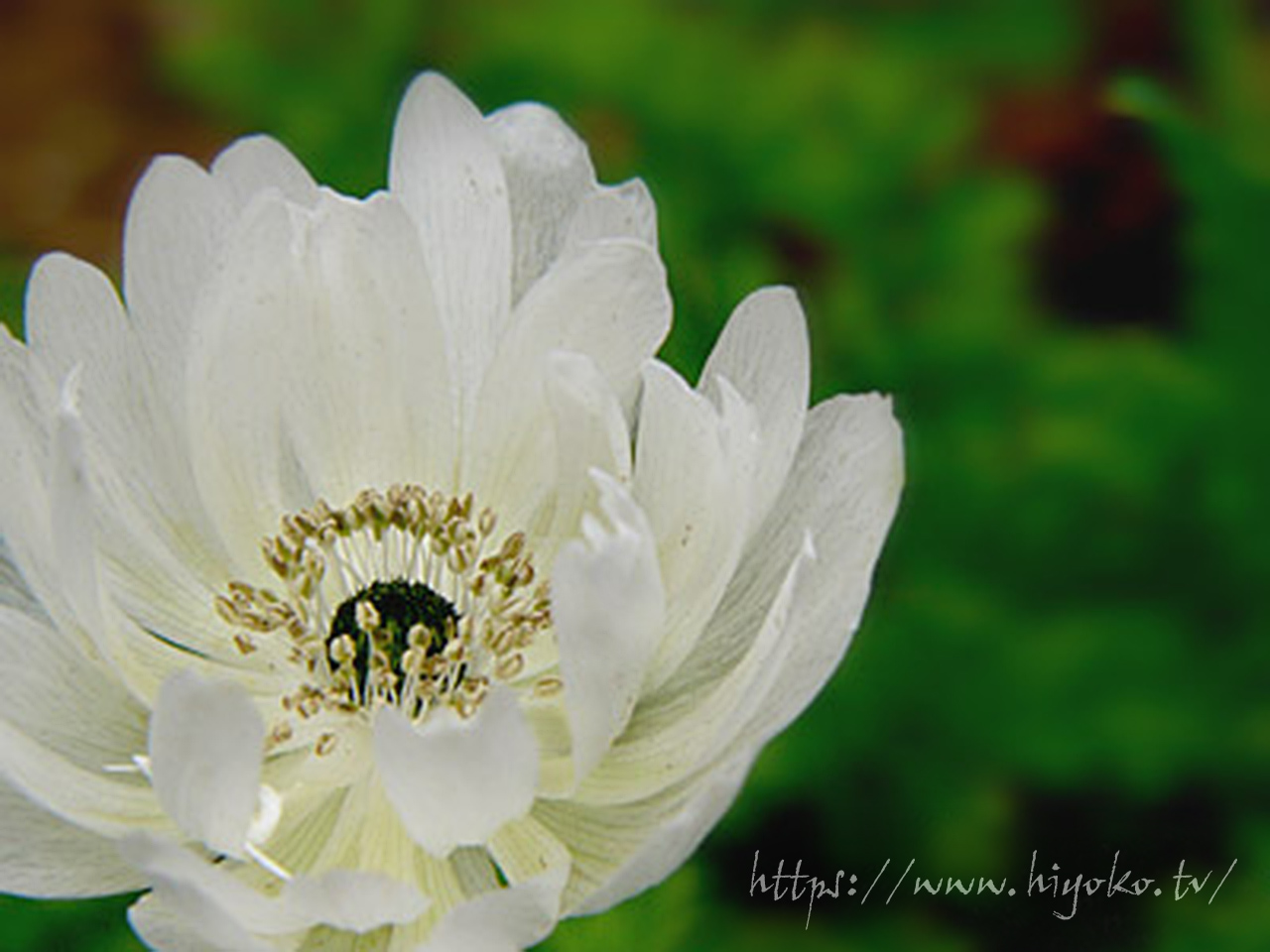 050416anemone---1.jpg