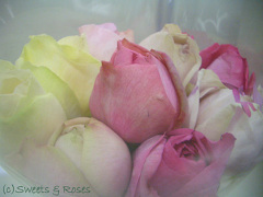 041222roses-2.jpg