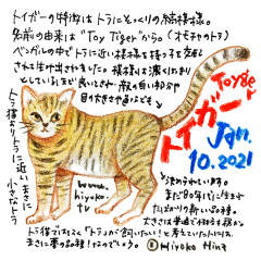 210110_cat030toyger_cs.jpg