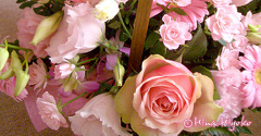 070731flowers1_top.jpg