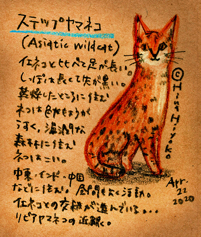200422_cat003asiatic_wildcat_c2s.jpg