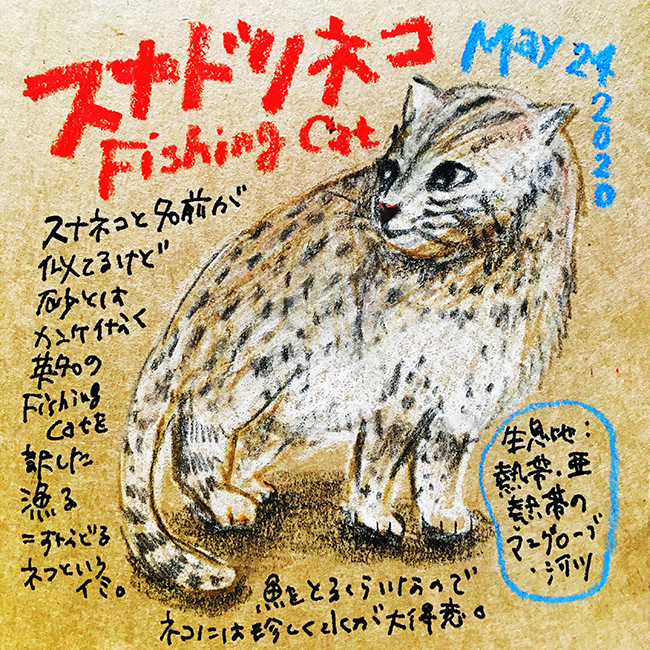 200524_cat011fishing-cat_cs.jpg
