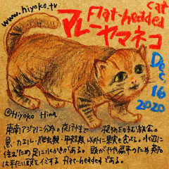 201216_cat018malay_cs.jpg