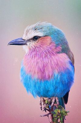 220323lilac-breasted-roller_pin01.jpg