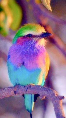 220323lilac-breasted-roller_pin02.jpg