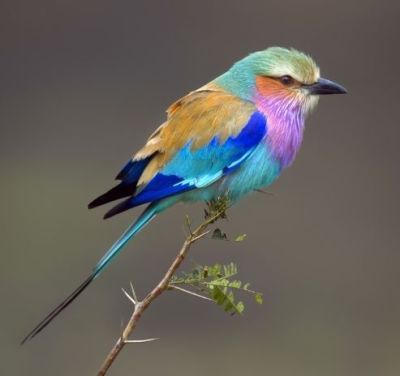 220323lilac-breasted-roller_pin03.jpg